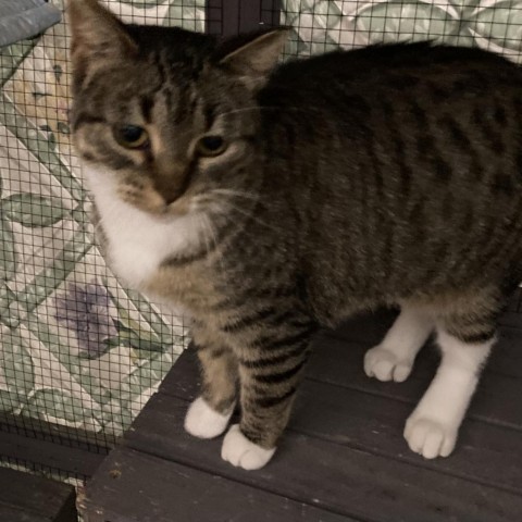 Momma Hooley, an adoptable Domestic Short Hair in Grand Rapids, MN, 55744 | Photo Image 1