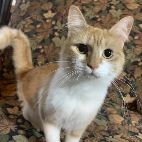 Cairo, an adoptable Domestic Short Hair in Grand Rapids, MN, 55744 | Photo Image 1