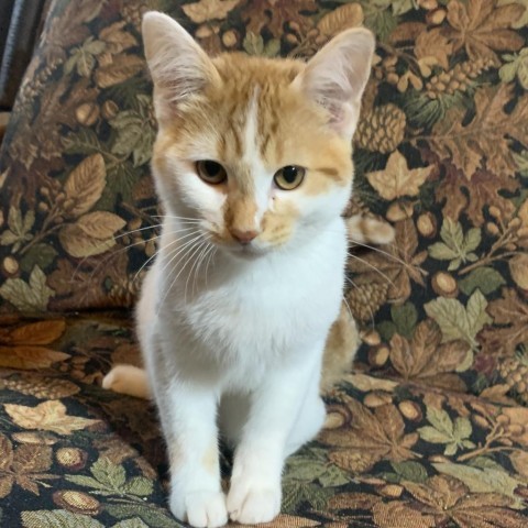 Gobi, an adoptable Domestic Short Hair in Grand Rapids, MN, 55744 | Photo Image 1