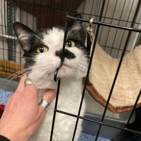 Fonzie, an adoptable Domestic Short Hair in Grand Rapids, MN, 55744 | Photo Image 2