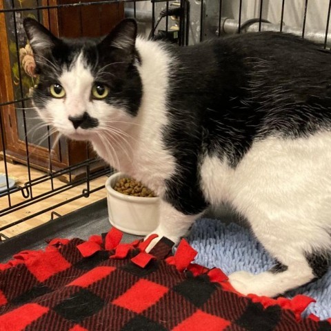 Fonzie, an adoptable Domestic Short Hair in Grand Rapids, MN, 55744 | Photo Image 3