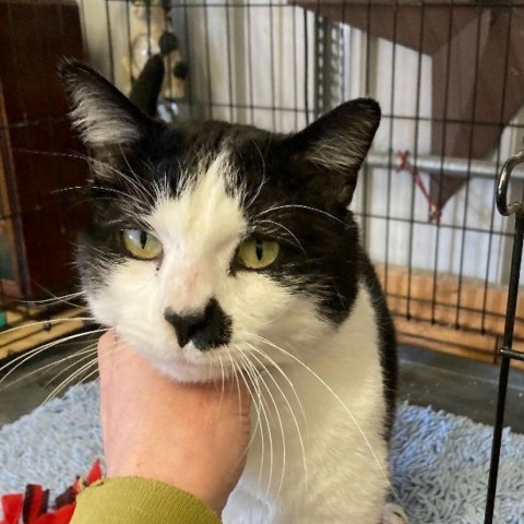 Fonzie, an adoptable Domestic Short Hair in Grand Rapids, MN, 55744 | Photo Image 4