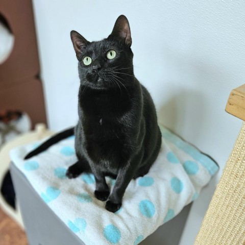 Poe, an adoptable Domestic Short Hair in Glenwood Springs, CO, 81601 | Photo Image 1