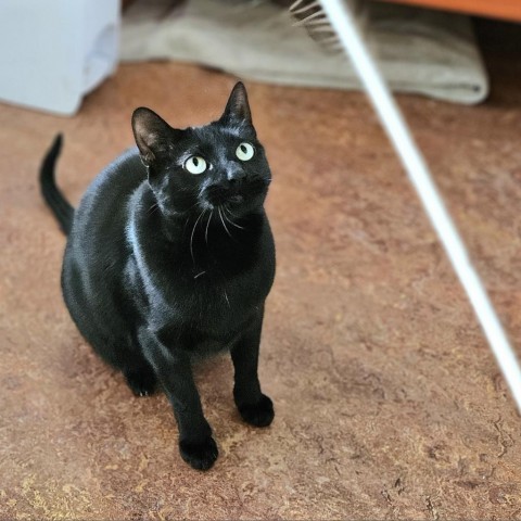 Poe, an adoptable Domestic Short Hair in Glenwood Springs, CO, 81601 | Photo Image 3