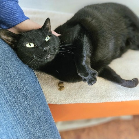 Poe, an adoptable Domestic Short Hair in Glenwood Springs, CO, 81601 | Photo Image 4