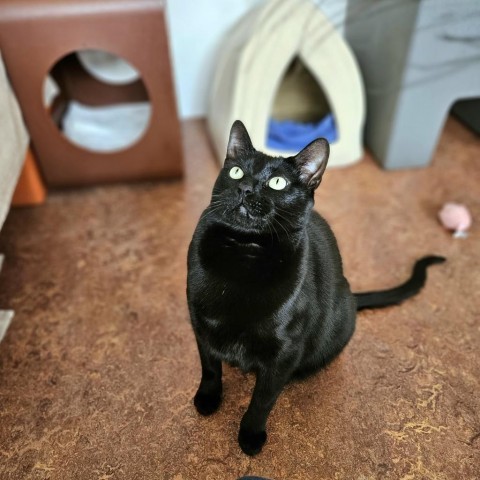 Poe, an adoptable Domestic Short Hair in Glenwood Springs, CO, 81601 | Photo Image 6