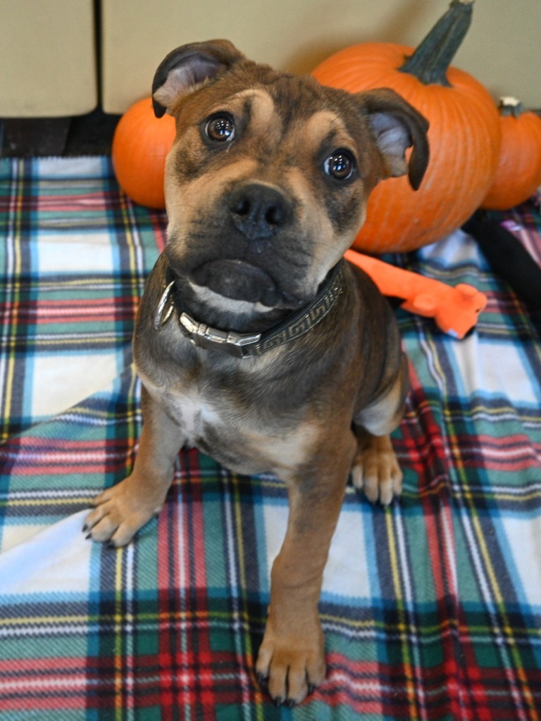 PB3 Branson, an adoptable Terrier in Ashland, WI, 54806 | Photo Image 1