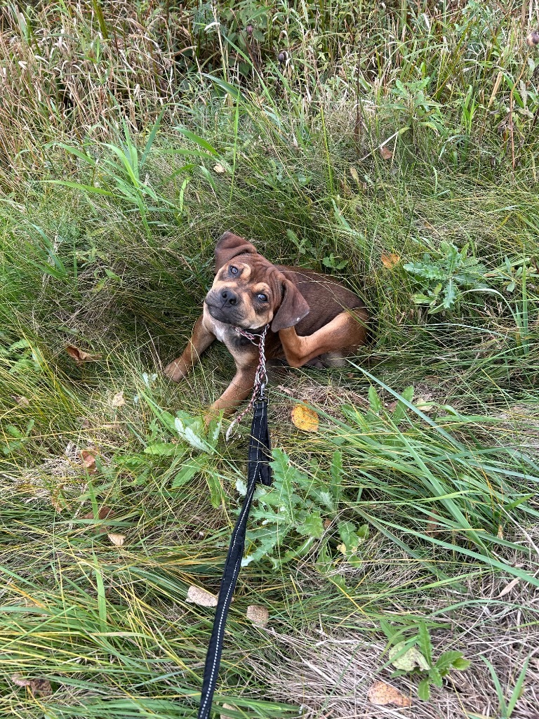 PB3 Branson, an adoptable Terrier in Ashland, WI, 54806 | Photo Image 2