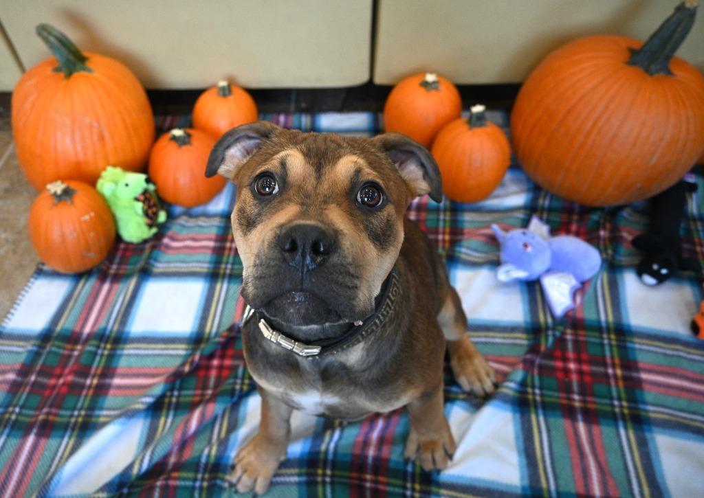 PB3 Branson, an adoptable Terrier in Ashland, WI, 54806 | Photo Image 3