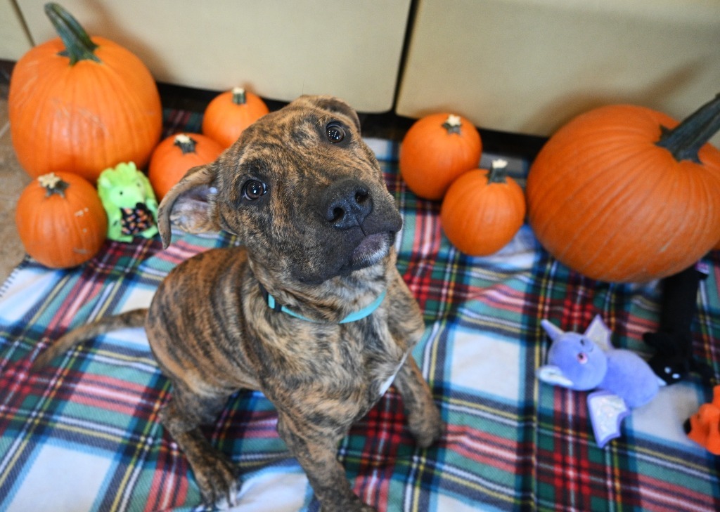 PB7 Dixon, an adoptable Terrier in Ashland, WI, 54806 | Photo Image 1