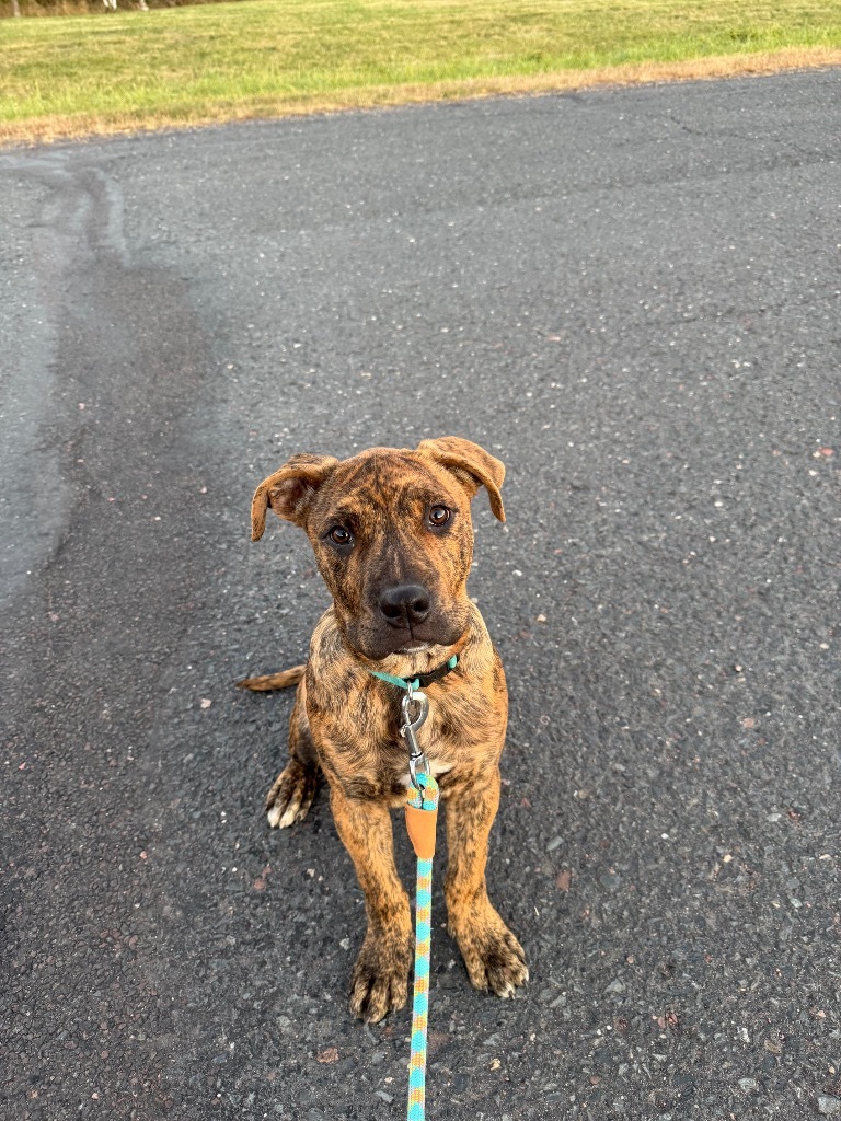 PB7 Dixon, an adoptable Terrier in Ashland, WI, 54806 | Photo Image 3