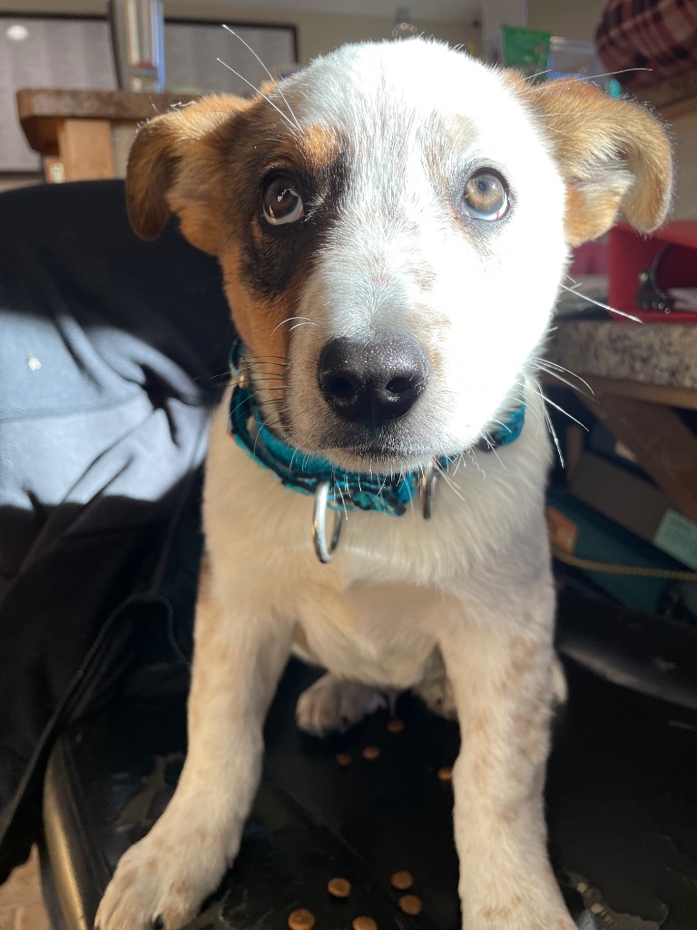 Tex Heeler Pup, an adoptable Australian Cattle Dog / Blue Heeler in Ashland, WI, 54806 | Photo Image 1