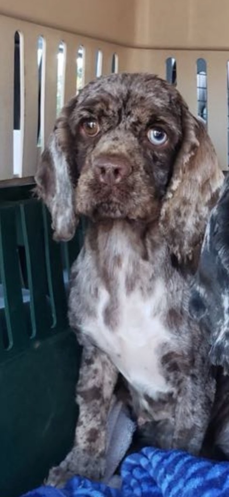 Cappie Cocker 3, an adoptable Cocker Spaniel in Ashland, WI, 54806 | Photo Image 1