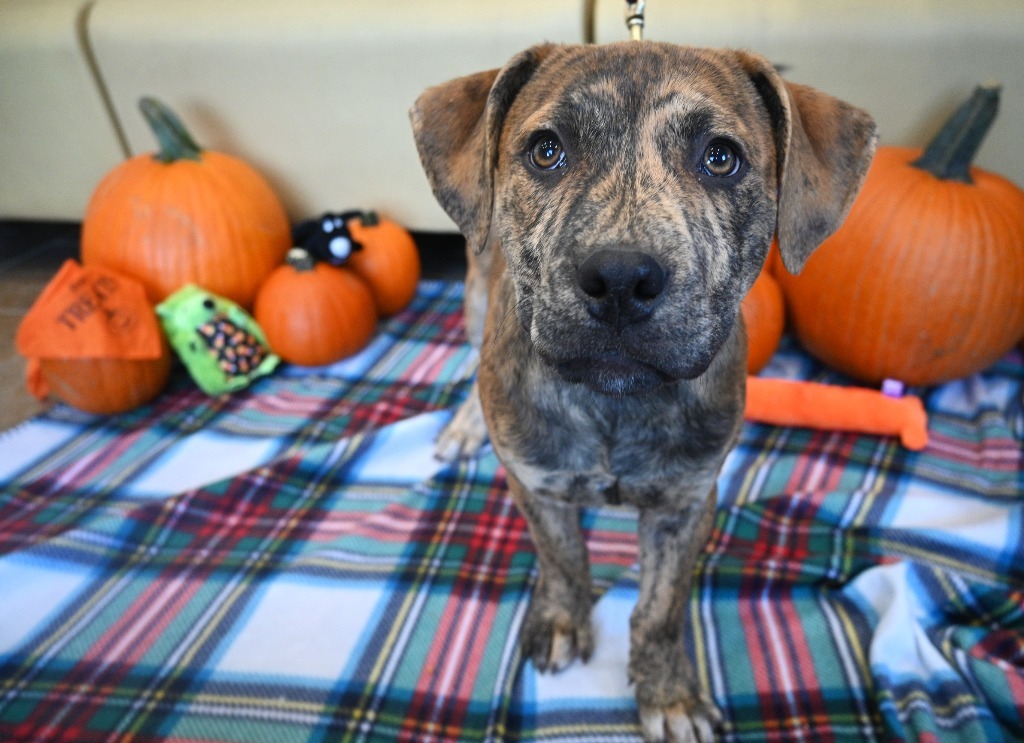 PB4 Ford, an adoptable Terrier in Ashland, WI, 54806 | Photo Image 1