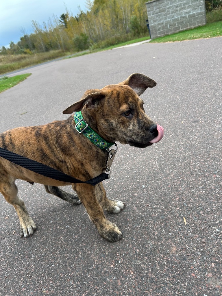 PB4 Ford, an adoptable Terrier in Ashland, WI, 54806 | Photo Image 2