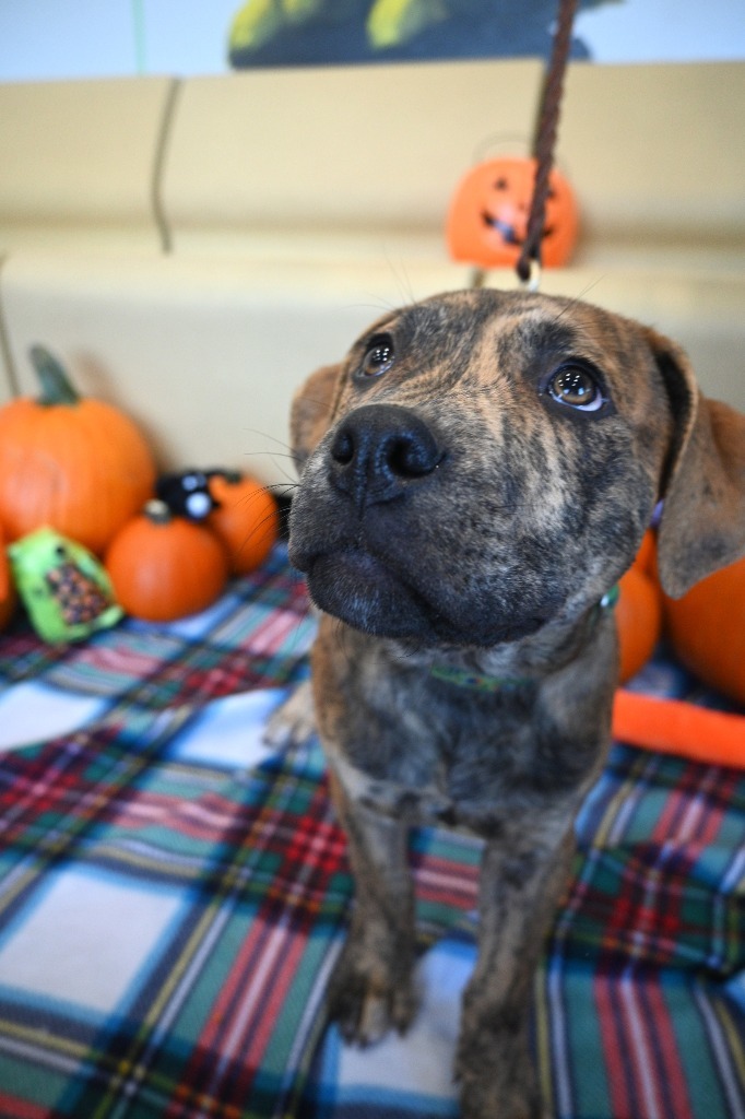 PB4 Ford, an adoptable Terrier in Ashland, WI, 54806 | Photo Image 3