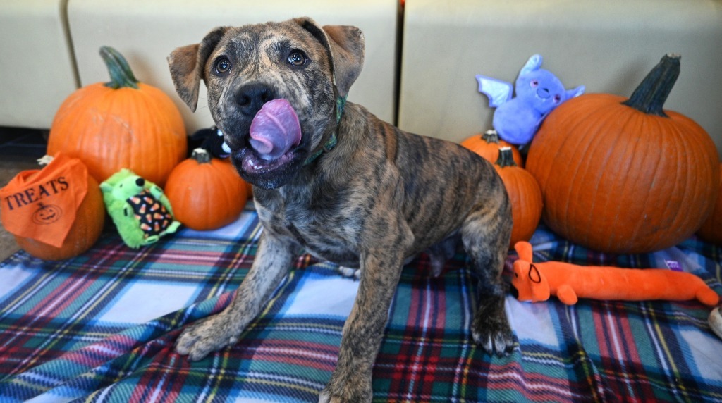 PB4 Ford, an adoptable Terrier in Ashland, WI, 54806 | Photo Image 4