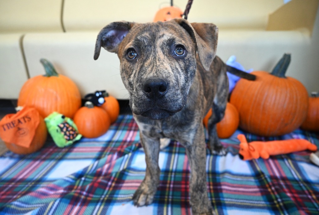 PB4 Ford, an adoptable Terrier in Ashland, WI, 54806 | Photo Image 5