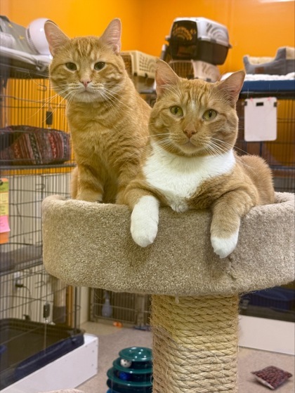 Bigglesworth, an adoptable Domestic Short Hair in De Soto, IA, 50069 | Photo Image 1
