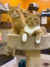 Bigglesworth bonded to Mike photo 1