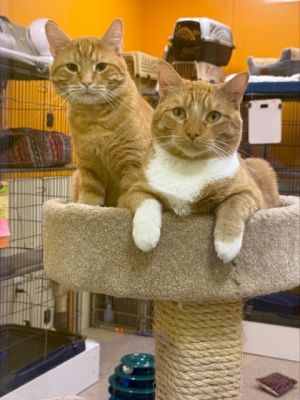 Bigglesworth bonded to Mike, Adult Male unknown