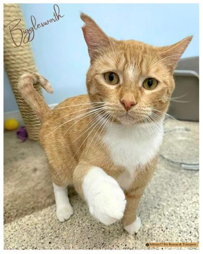 Bigglesworth bonded to Mike, an adoptable Domestic Short Hair in De Soto, IA, 50069 | Photo Image 2