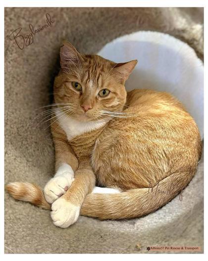 Bigglesworth bonded to Mike, an adoptable Domestic Short Hair in De Soto, IA, 50069 | Photo Image 3