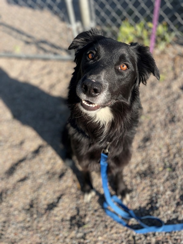 Mia, an adoptable Mixed Breed in Great Falls, MT, 59405 | Photo Image 1