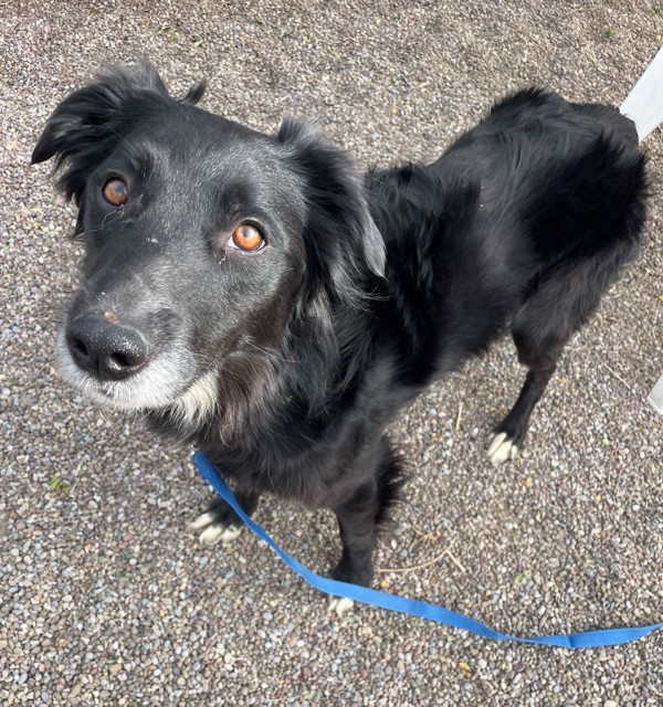 Mia, an adoptable Mixed Breed in Great Falls, MT, 59405 | Photo Image 2