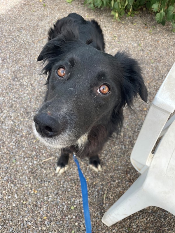 Mia, an adoptable Mixed Breed in Great Falls, MT, 59405 | Photo Image 3