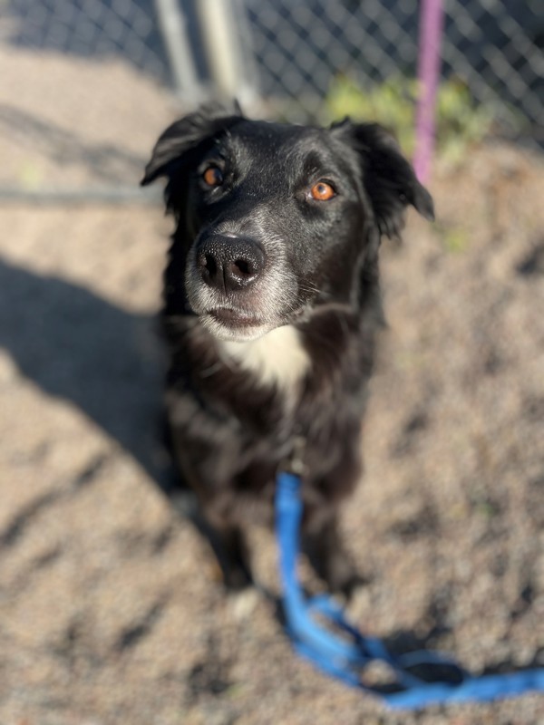 Mia, an adoptable Mixed Breed in Great Falls, MT, 59405 | Photo Image 4