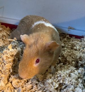 Nelson Bonded to Frank Guinea Pig Small & Furry