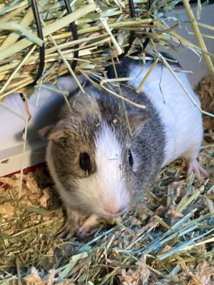 Frank Bonded to Nelson Guinea Pig Small & Furry