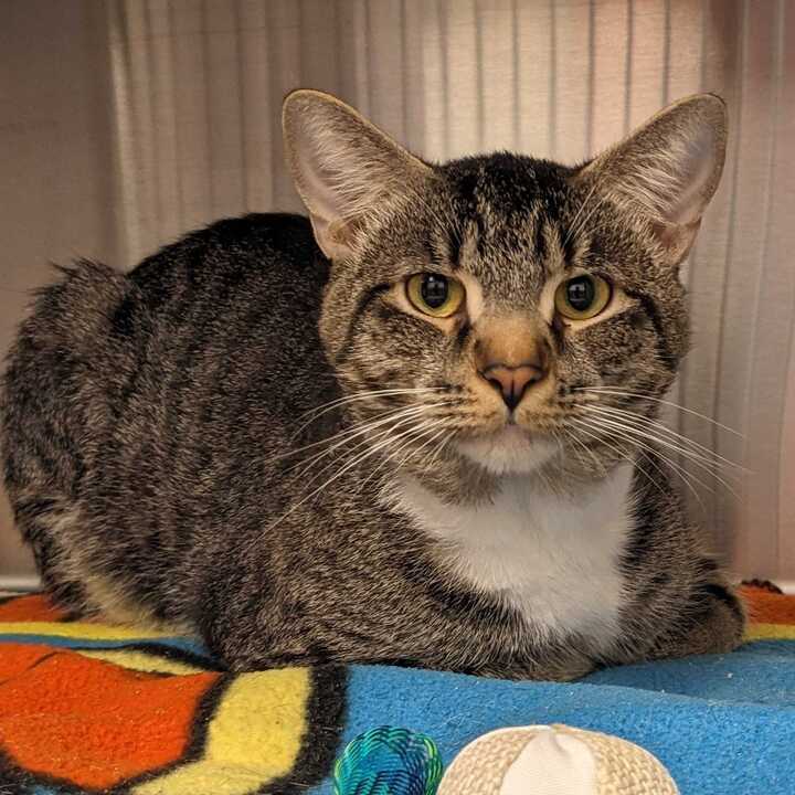 Cat for adoption Tiger, a Domestic Short Hair in Carrollton, TX