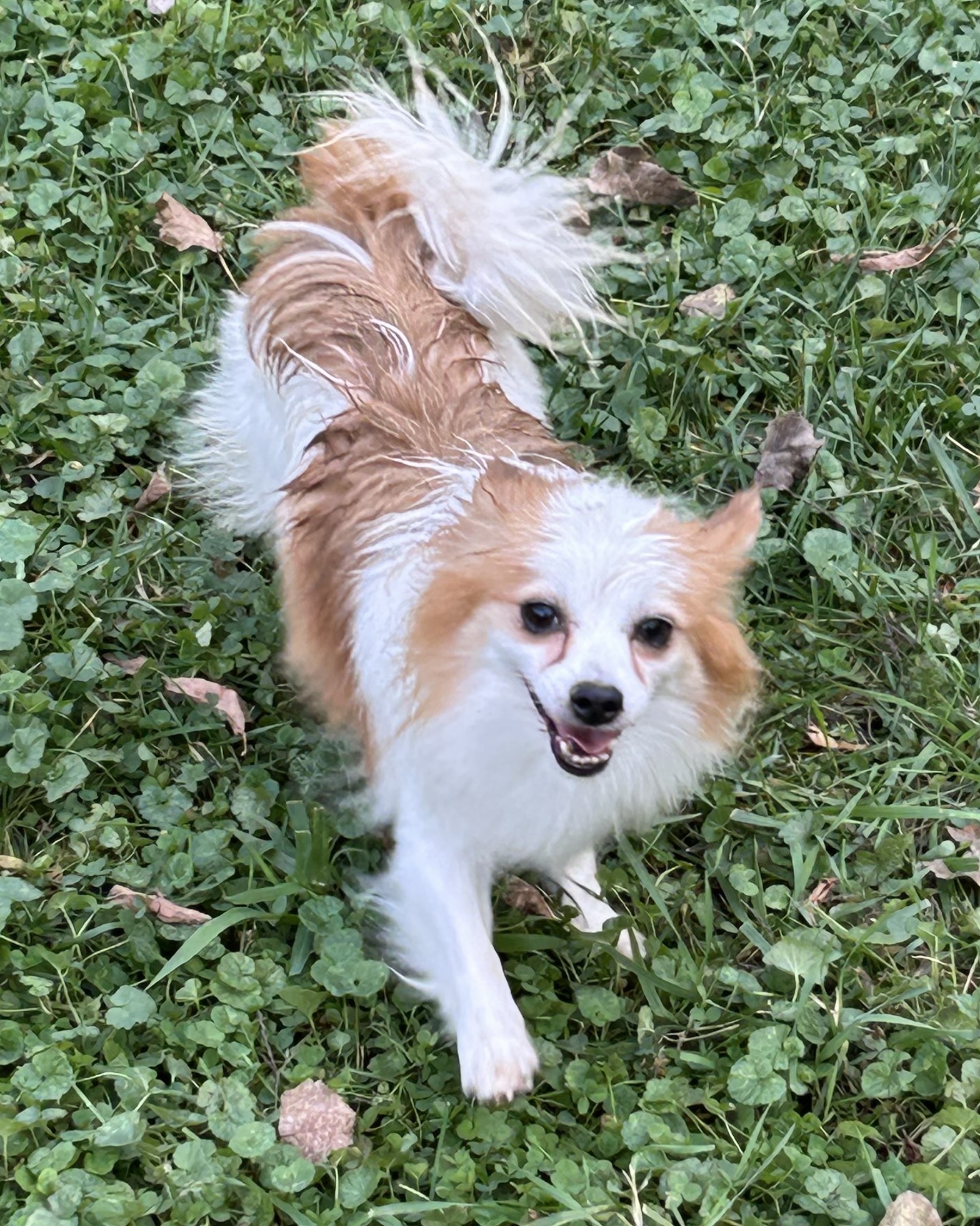 Rusty, an adoptable Pomeranian, Mixed Breed in West Allis, WI, 53214 | Photo Image 1