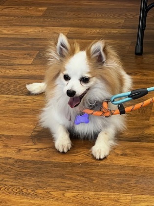 Rusty, an adoptable Pomeranian, Mixed Breed in West Allis, WI, 53214 | Photo Image 1