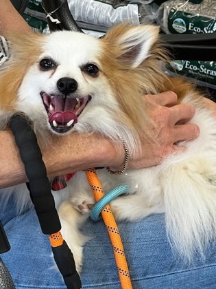 Rusty, an adoptable Pomeranian, Mixed Breed in West Allis, WI, 53214 | Photo Image 2