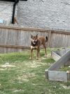 ZCL-D-Millie photo 2