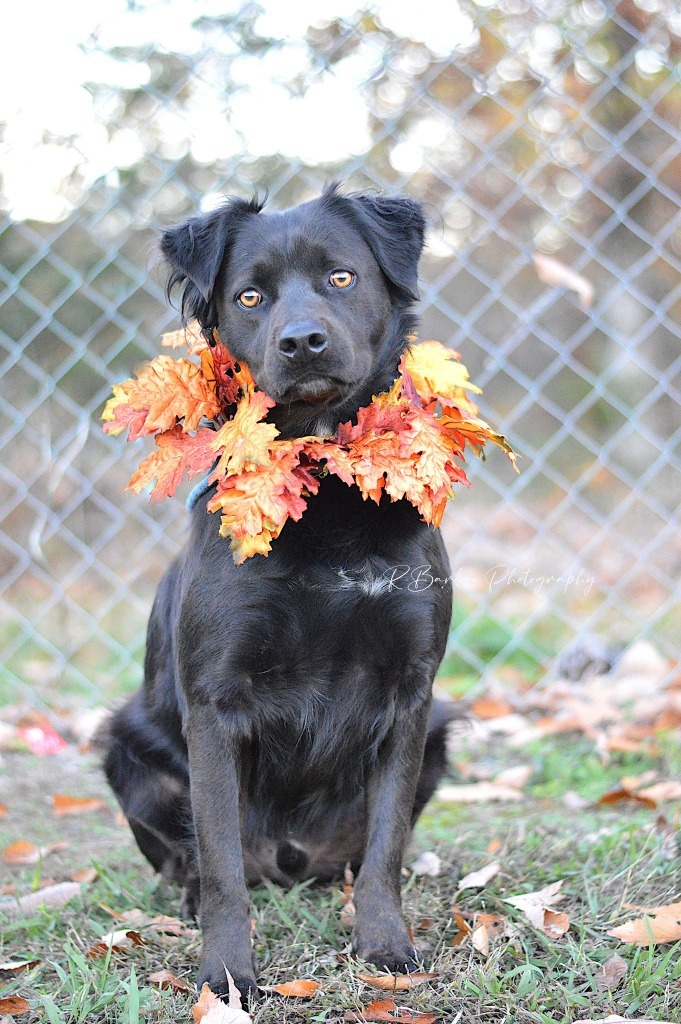 Dog for adoption Ben Stray Hold, a Retriever Mix in Chickamauga