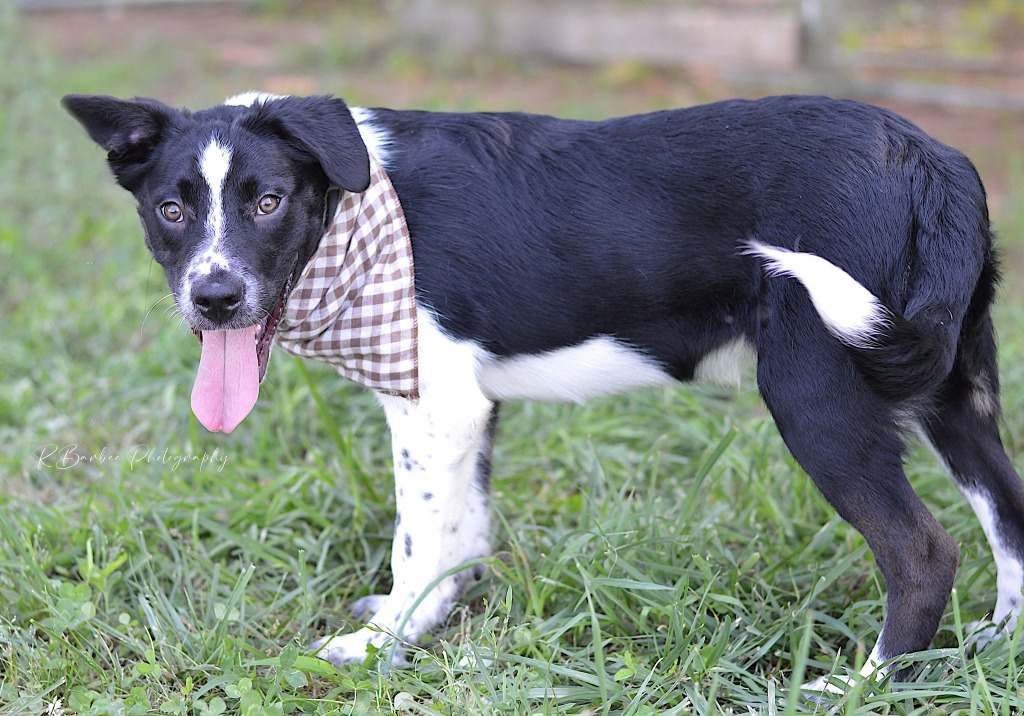 Dog for adoption Daniel Adoptable, a Husky & Terrier Mix in