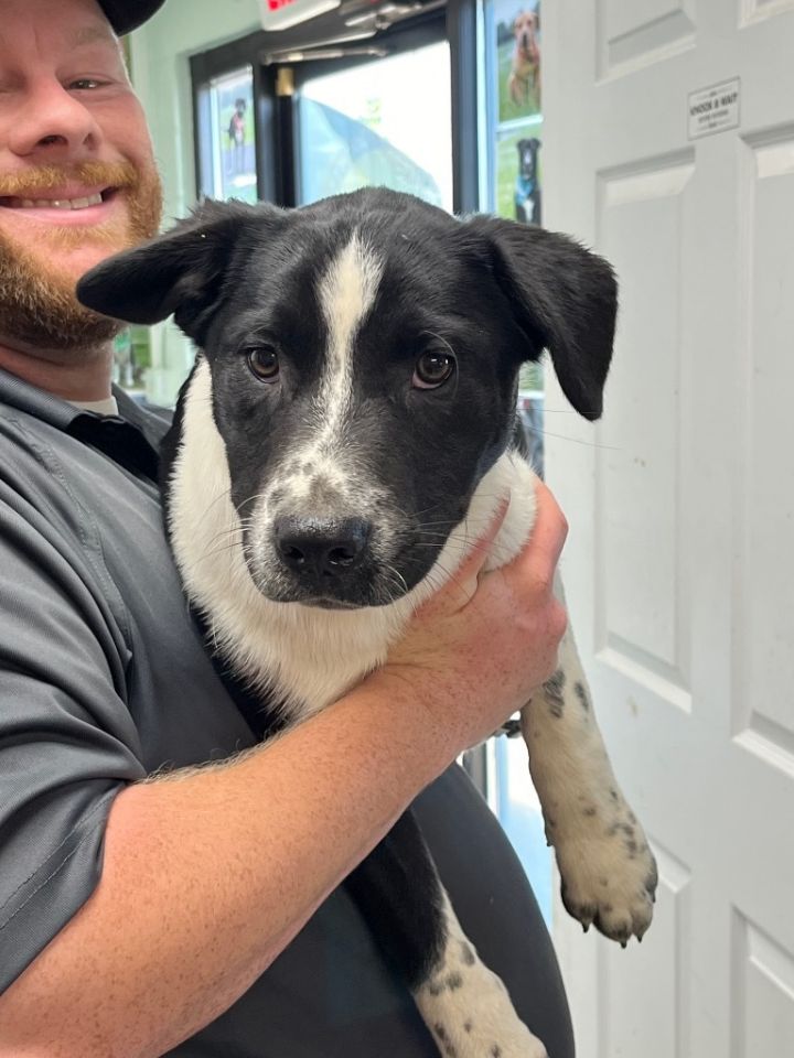 Dog for adoption Daniel Adoptable, a Husky & Terrier Mix in