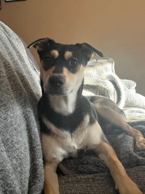 Kiko, Young Male Terrier