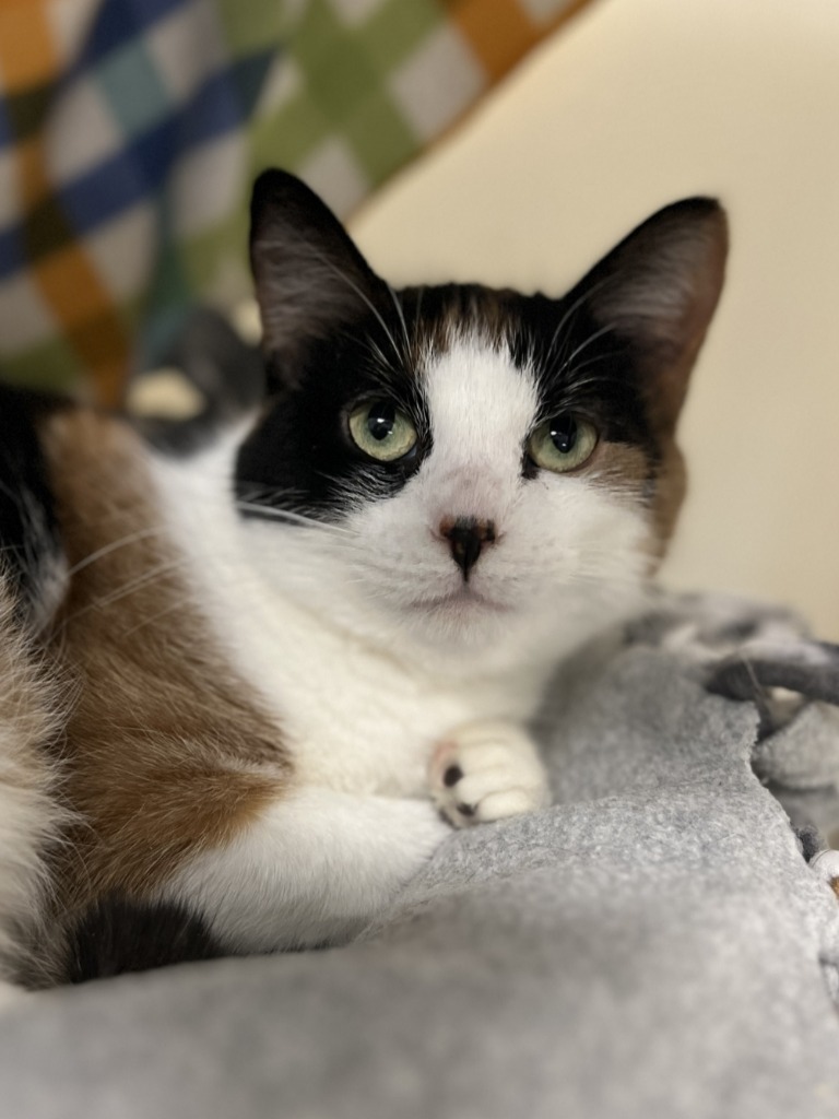 Calypso, an adoptable Domestic Short Hair in Menomonie, WI, 54751 | Photo Image 1