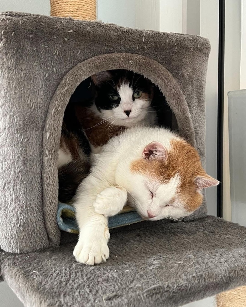 Calypso, an adoptable Domestic Short Hair in Menomonie, WI, 54751 | Photo Image 2
