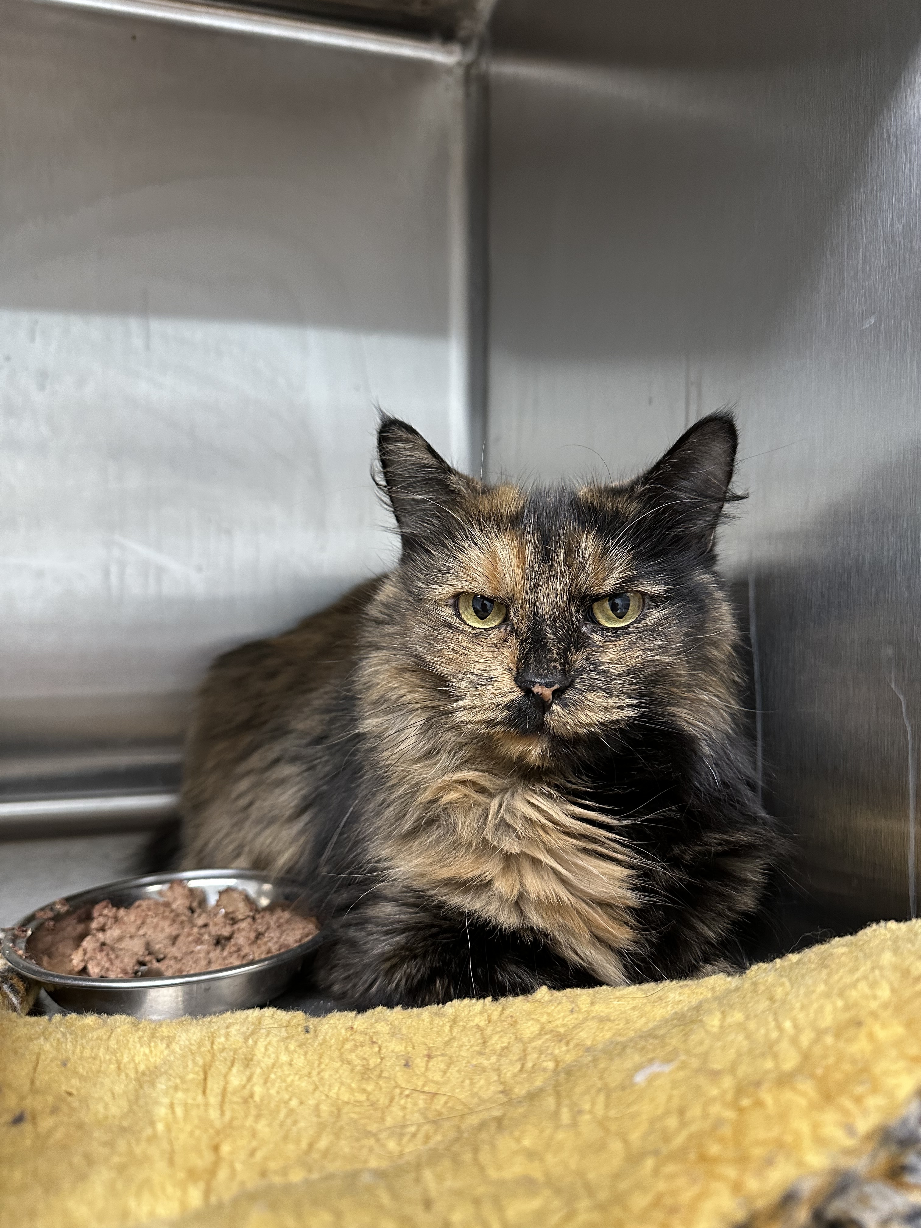 Gypsy *Bonded with Squee*, an adoptable Domestic Medium Hair, Domestic Short Hair in Rhinelander, WI, 54501 | Photo Image 1