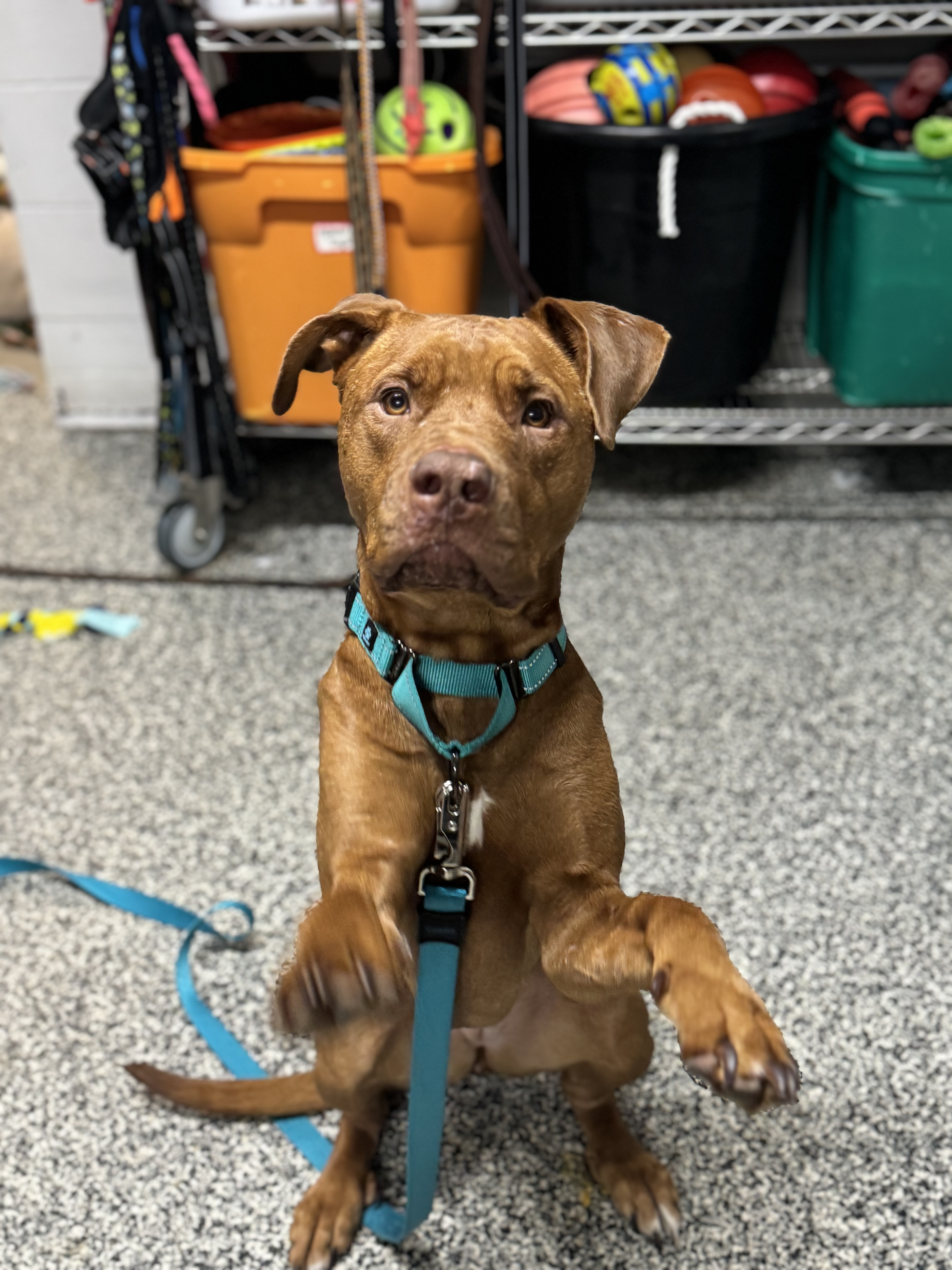 Autumn, an adoptable Mixed Breed in Rhinelander, WI, 54501 | Photo Image 1