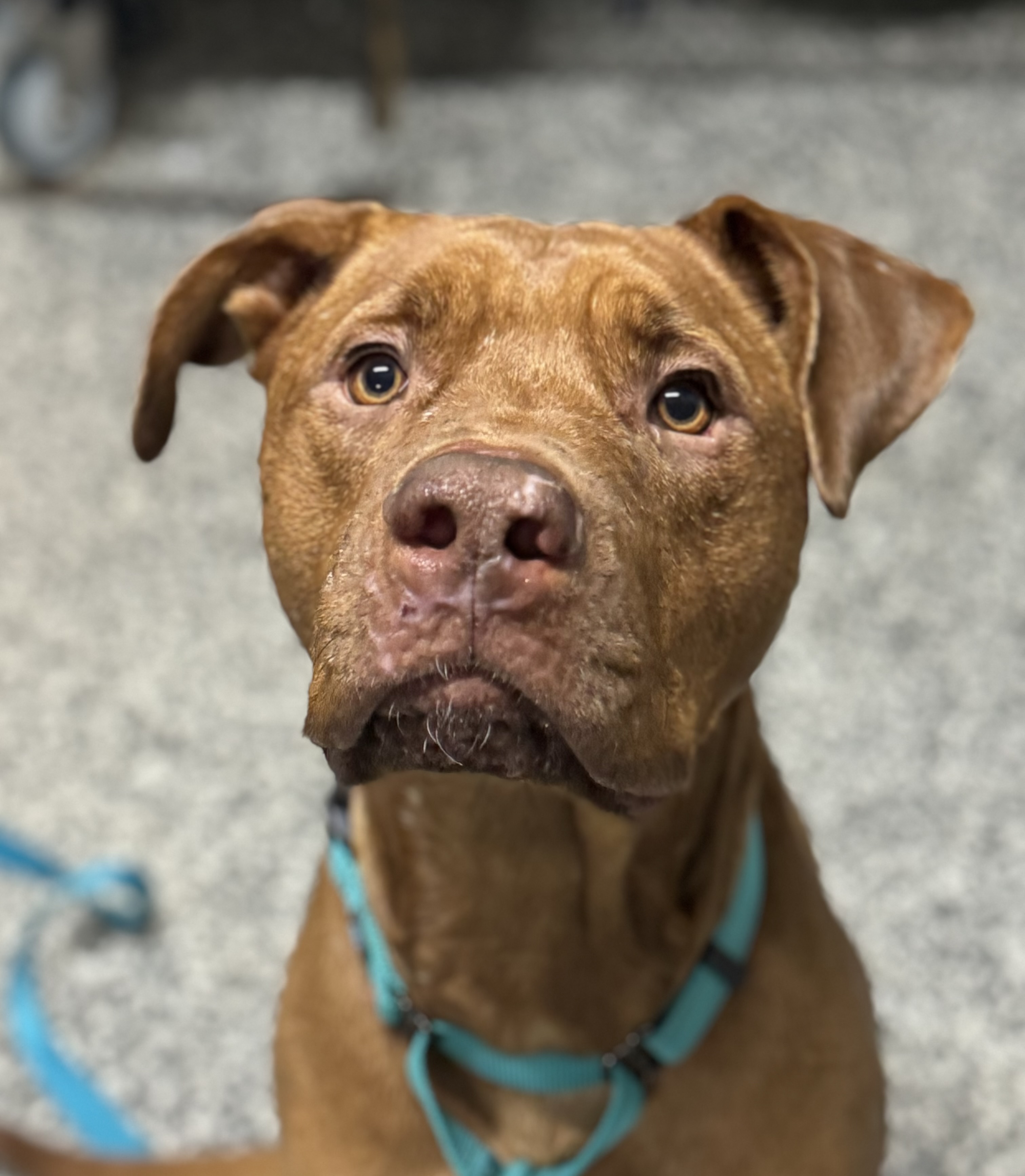 Autumn, an adoptable Mixed Breed in Rhinelander, WI, 54501 | Photo Image 2