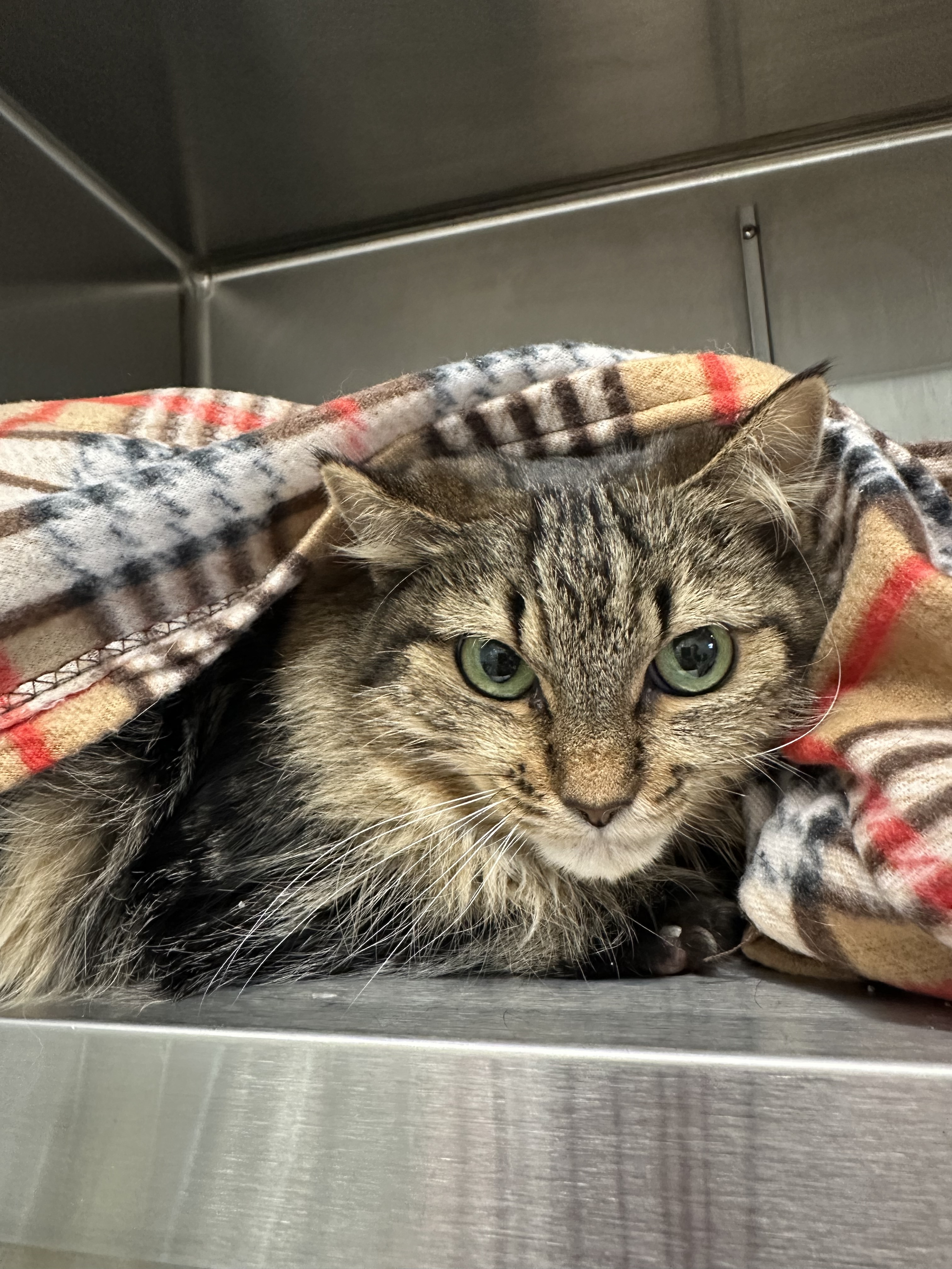 Squee *Bonded with Gypsy*, an adoptable Domestic Medium Hair, Domestic Short Hair in Rhinelander, WI, 54501 | Photo Image 1