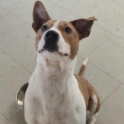 Oakley, an adoptable Basenji in Park Falls, WI, 54552 | Photo Image 1