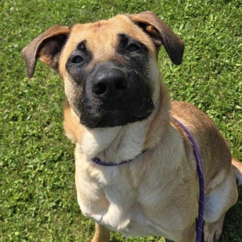 Lucy, an adoptable Mastiff, Shepherd in Park Falls, WI, 54552 | Photo Image 1